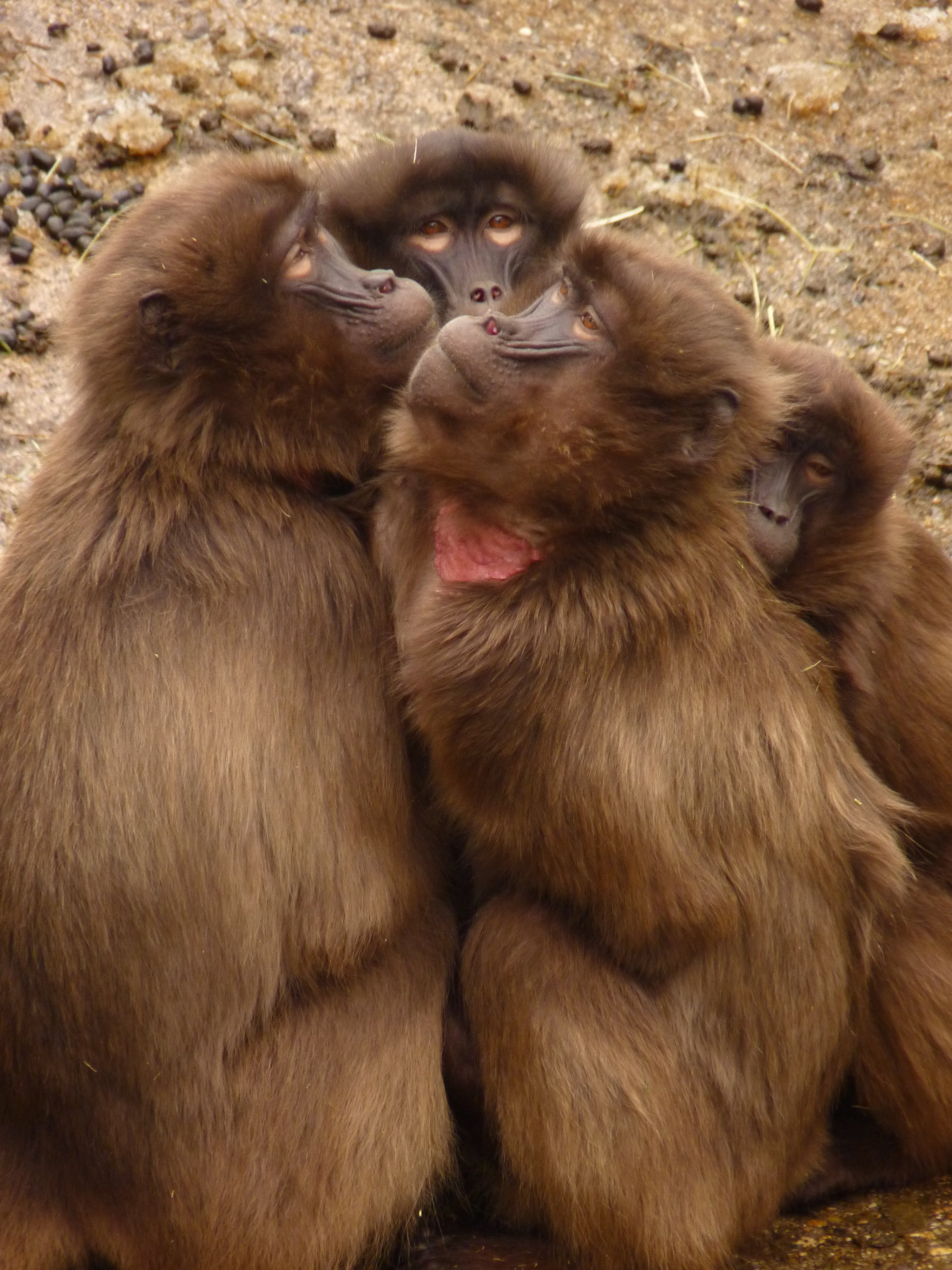 4 brown monkeys