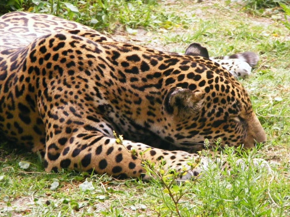 leopard preview
