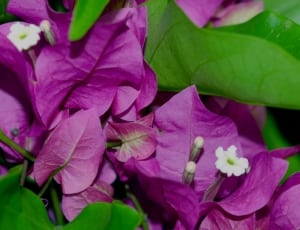 purple bougainvillea thumbnail