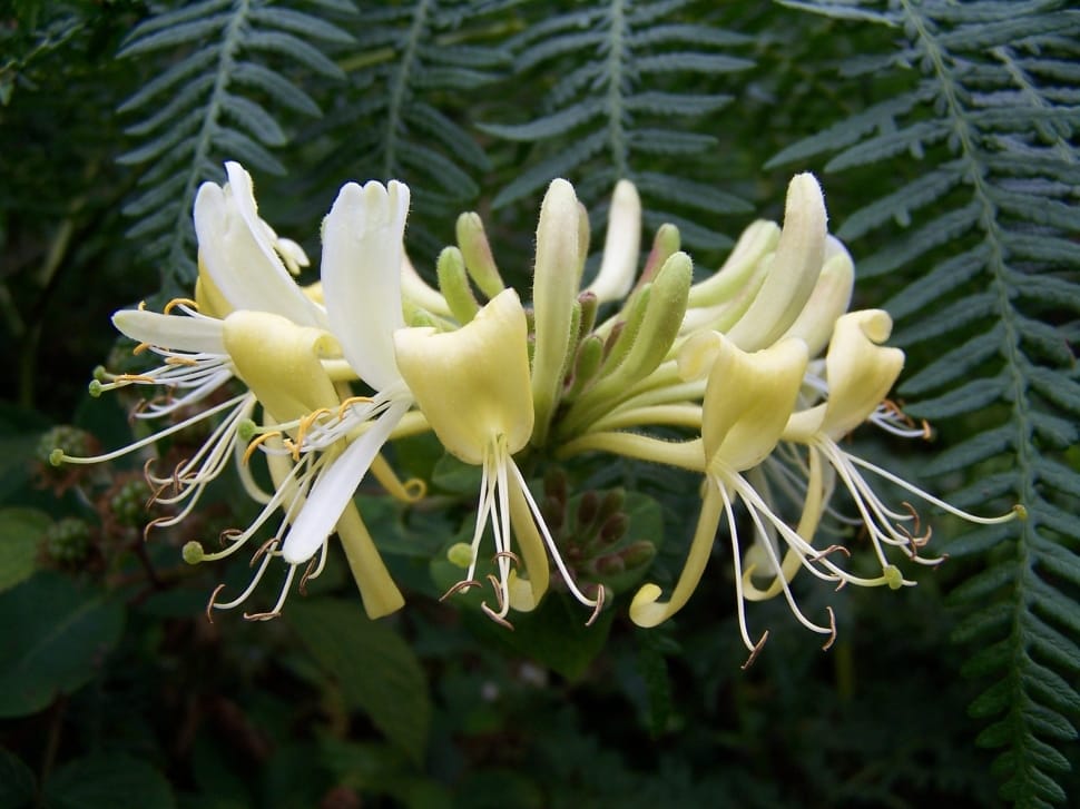 white spider lily preview