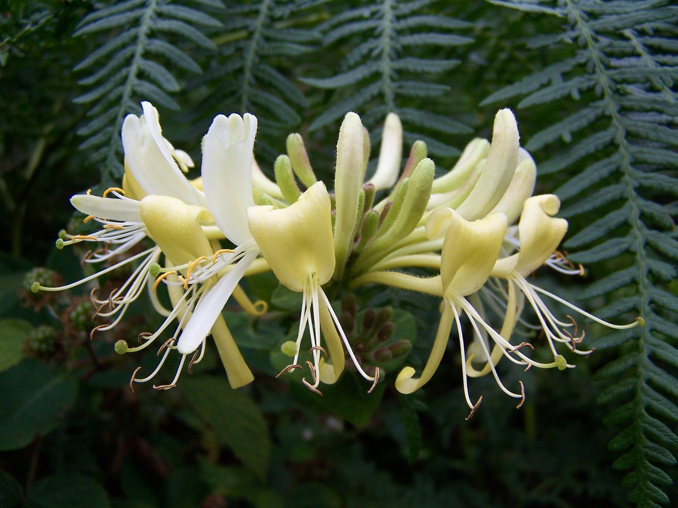 white spider lily