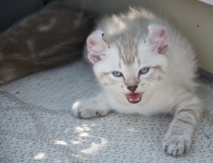 white and tan short-fur kitten lying on white textile during daytime thumbnail
