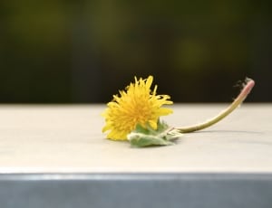 Dandelion, Yellow, Green, Hundeblume, yellow, flower thumbnail