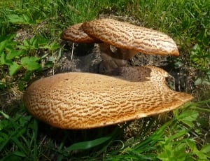 Mushroom, Tree Fungus, grass, outdoors thumbnail