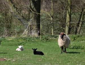 brown and white sheep on green grass field during daytime thumbnail