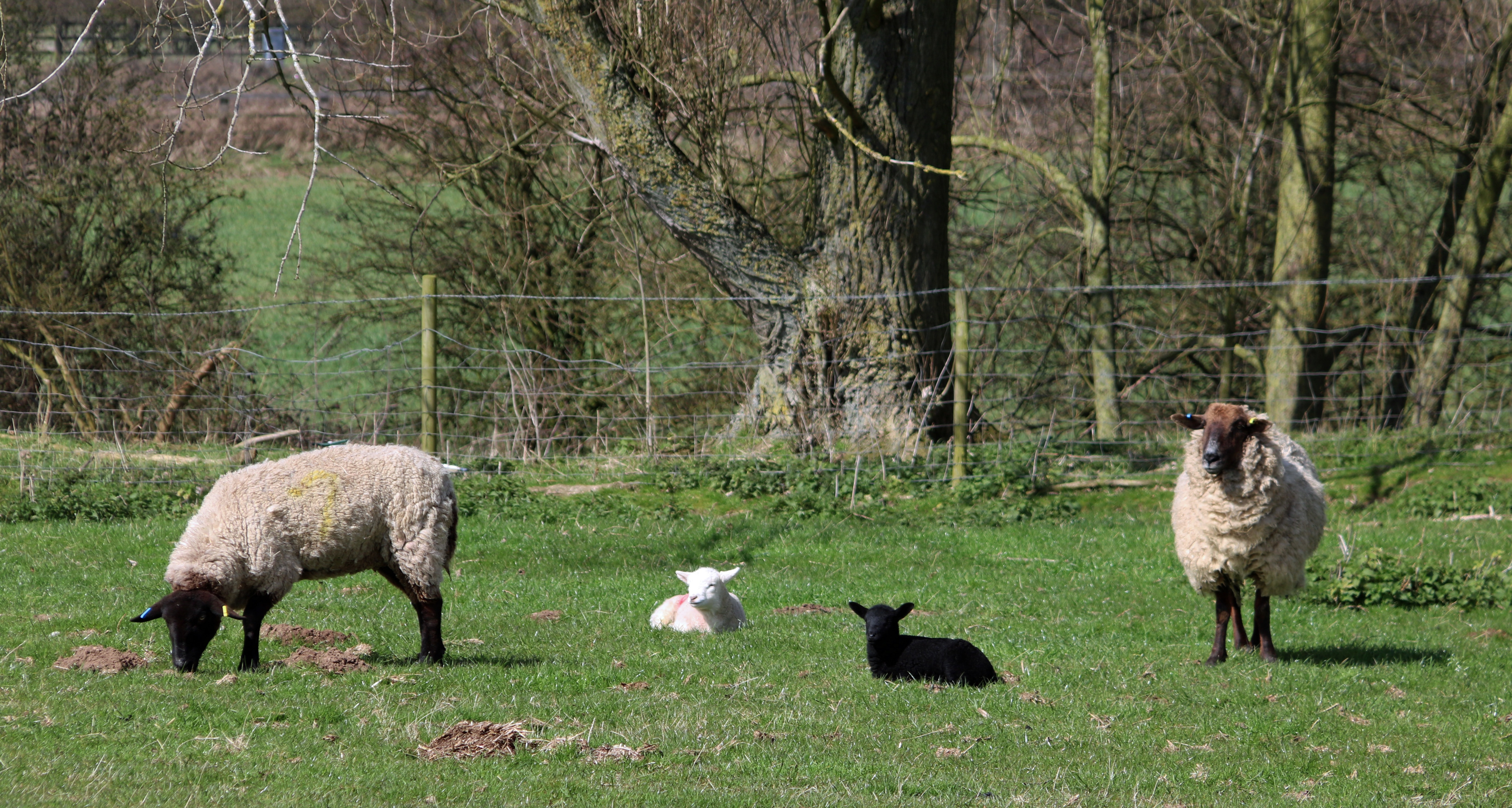 brown and white sheep on green grass field during daytime