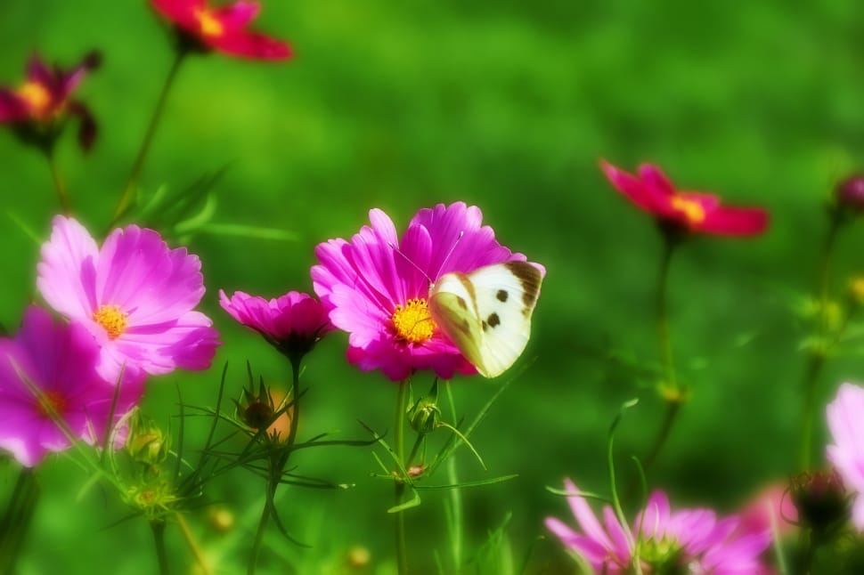 pink cosmos and cabbage white butterfly preview
