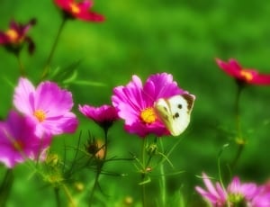 pink cosmos and cabbage white butterfly thumbnail