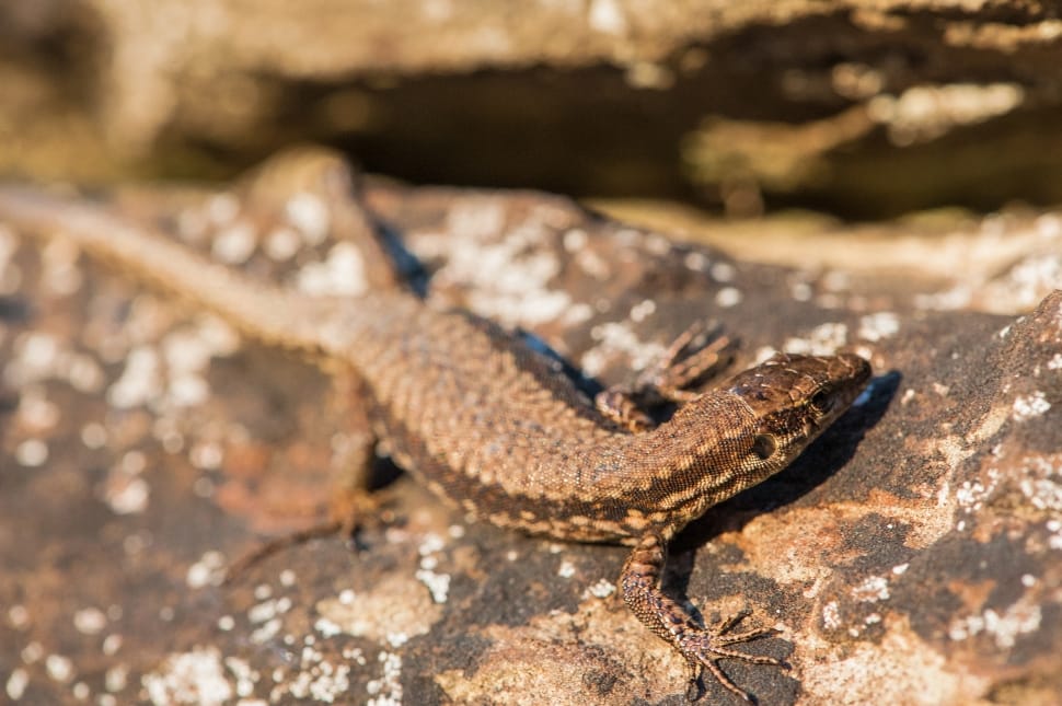 brown lizard on brown rock preview