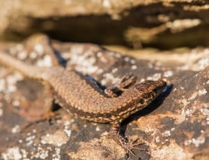 brown lizard on brown rock thumbnail
