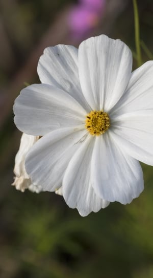 white cosmos flower thumbnail