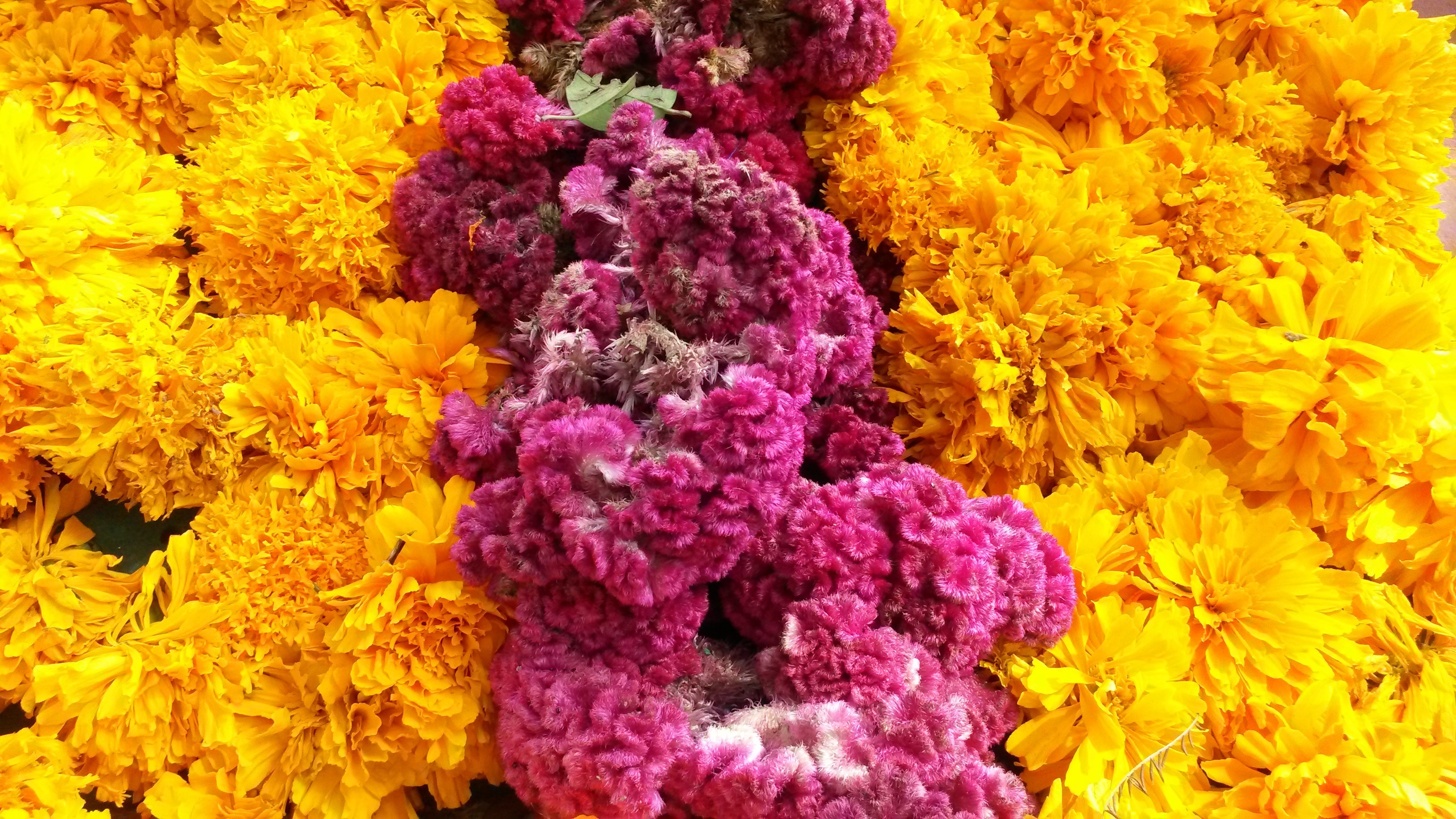 yellow and pink flowers