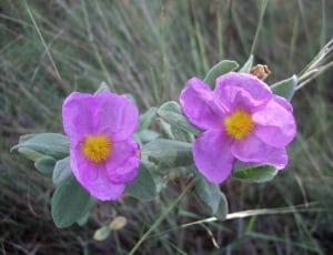 two pink petaled flowers thumbnail