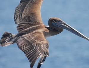 gray pelican thumbnail