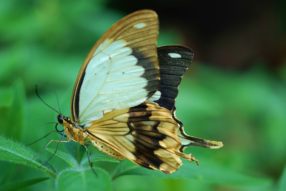 shallow focus photography of brown and white butterfly on green leaf preview