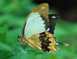 shallow focus photography of brown and white butterfly on green leaf thumbnail