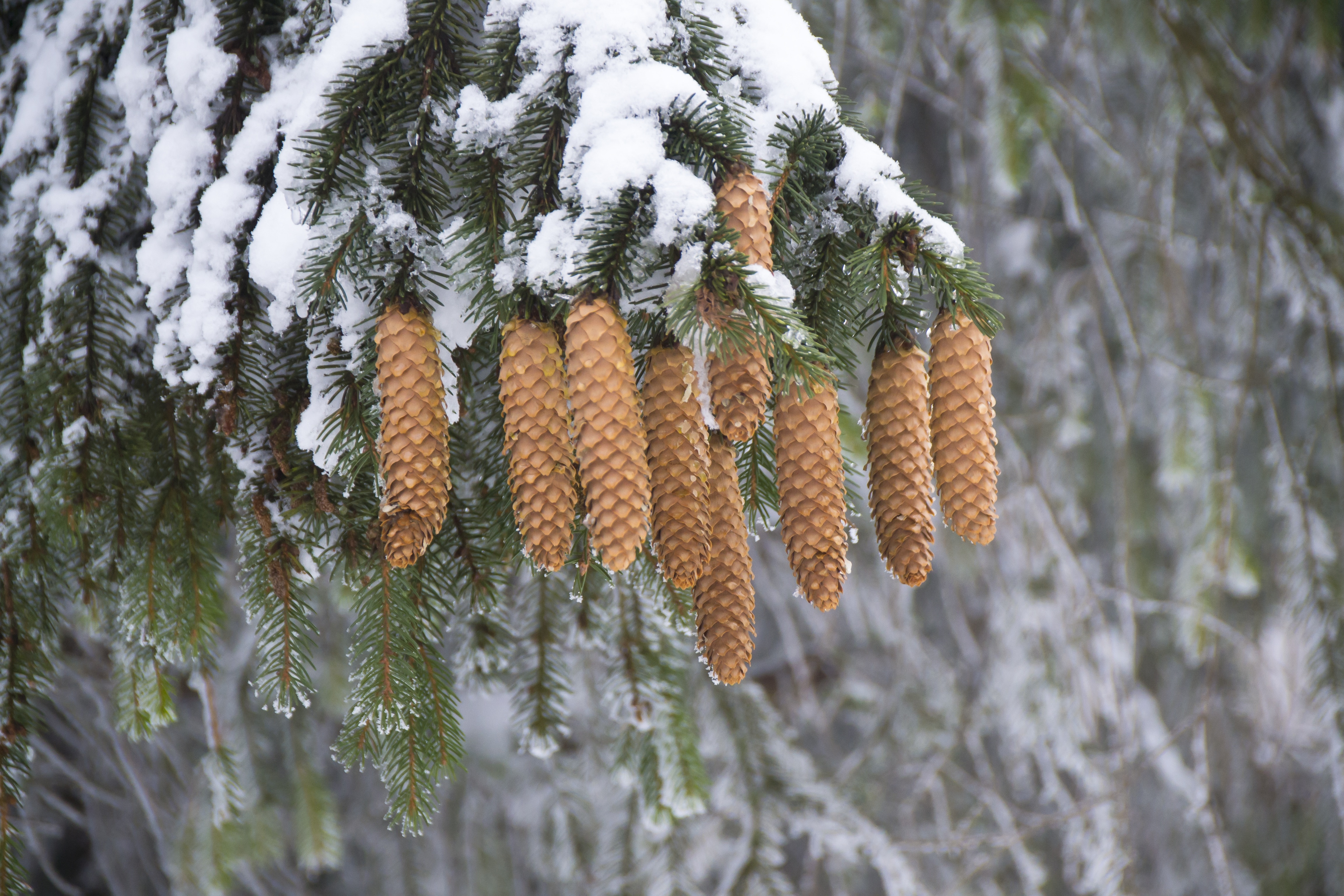brown and green pine cone