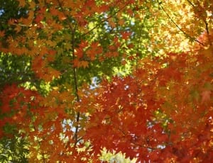 red and orange leaf trees thumbnail