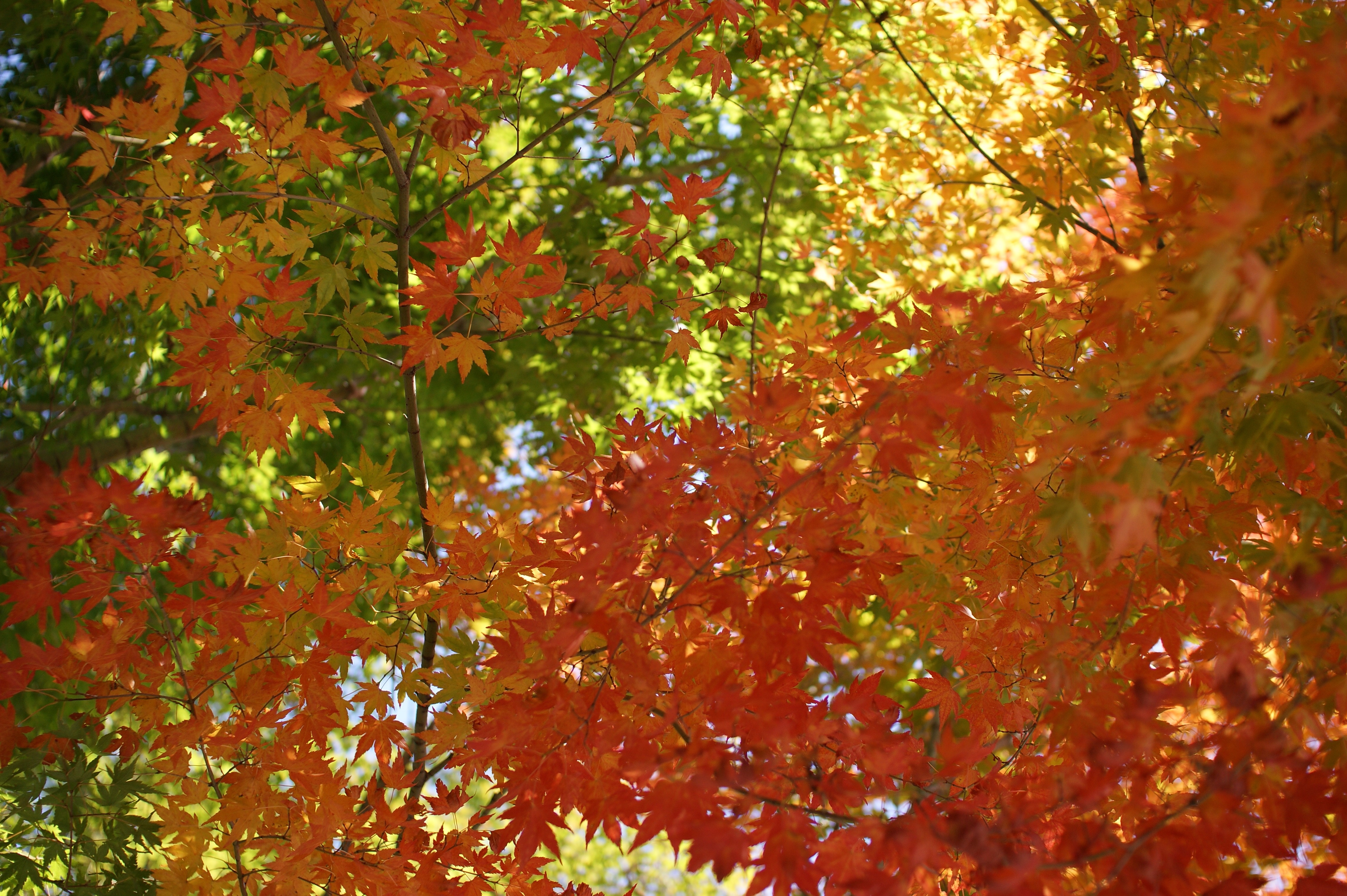 red and orange leaf trees
