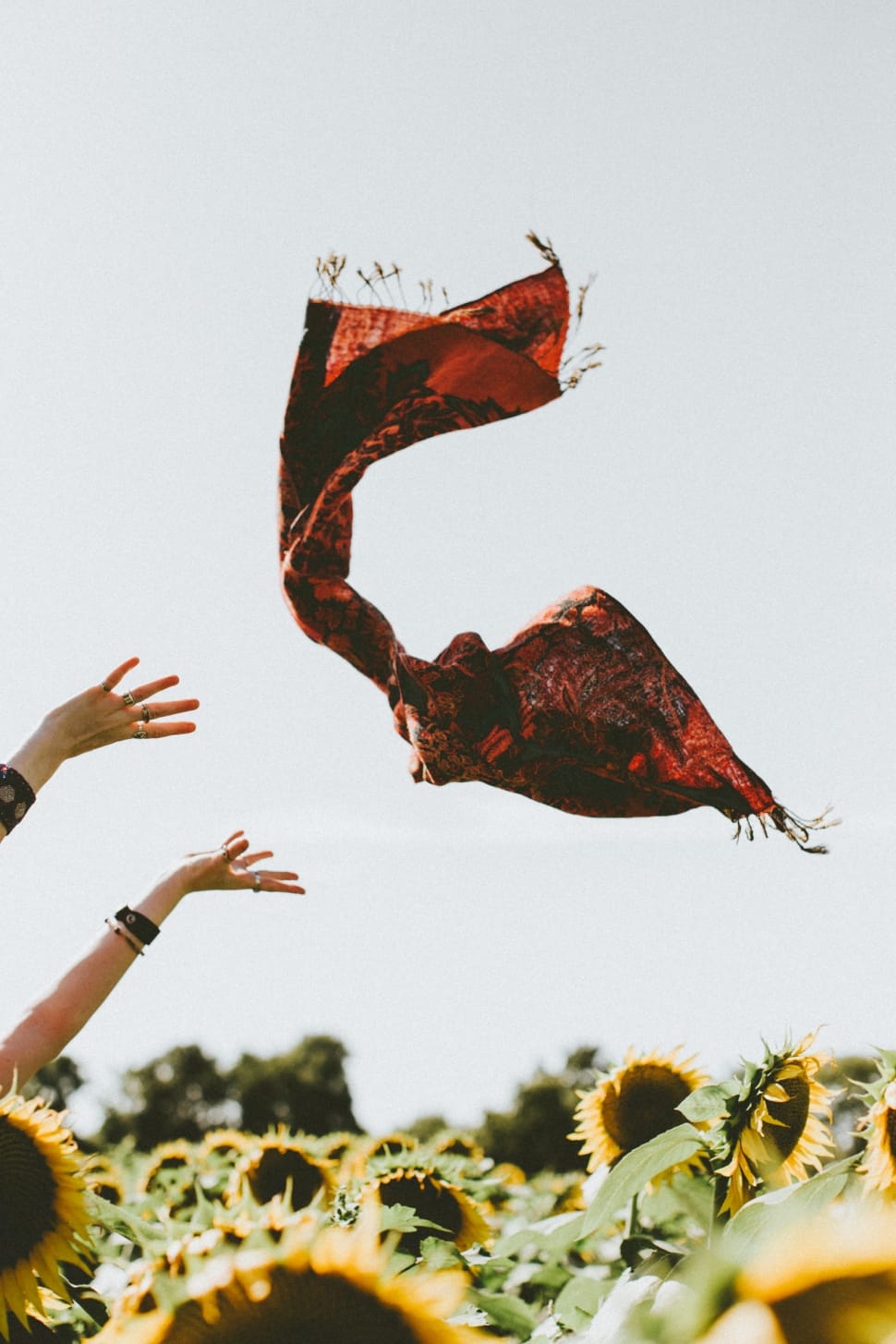 close up photo of human hand  throwing brown scarf in the sunflower field preview