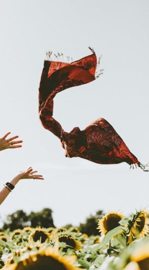 close up photo of human hand  throwing brown scarf in the sunflower field thumbnail