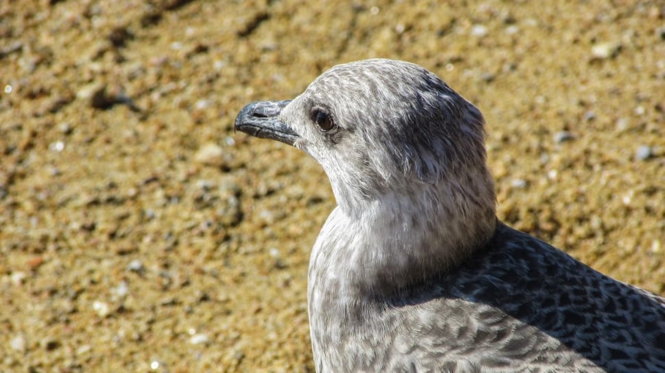 Seagull, Grey, Bird, Gray, Portrait, one animal, animal wildlife preview