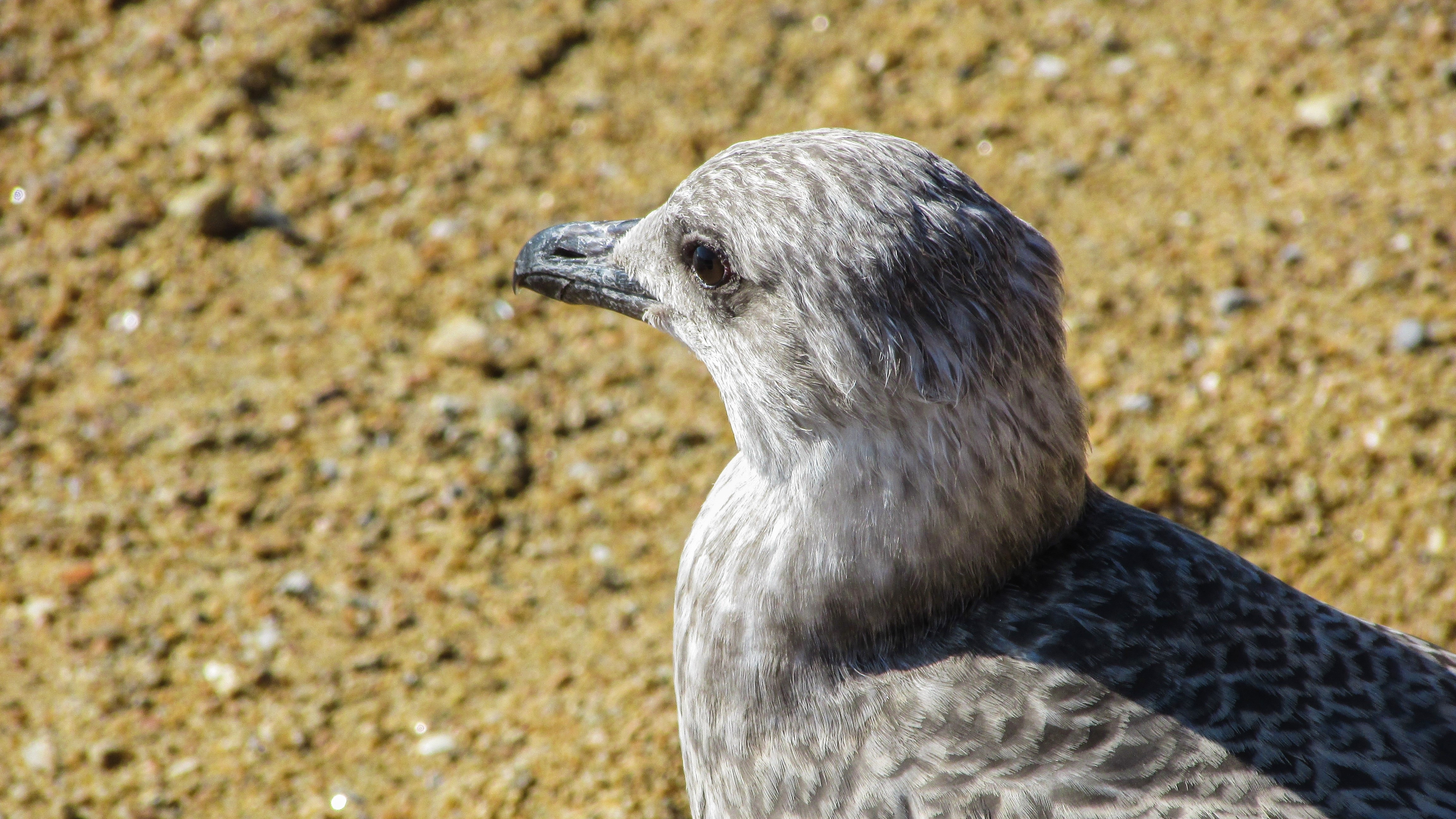 Seagull, Grey, Bird, Gray, Portrait, one animal, animal wildlife
