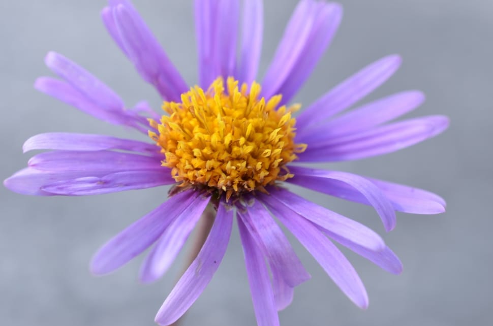 purple aster preview