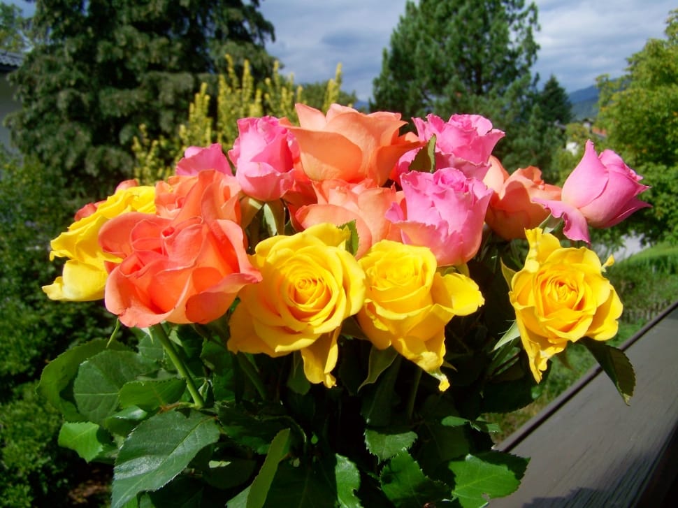 assorted color flowers preview