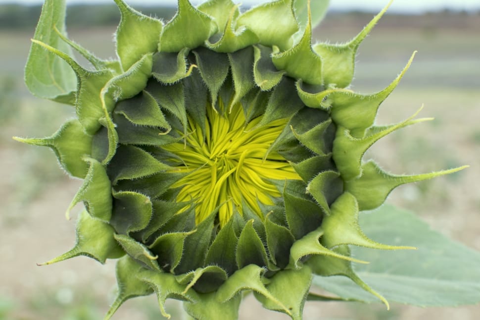 sunflower bud preview