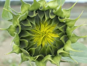 sunflower bud thumbnail