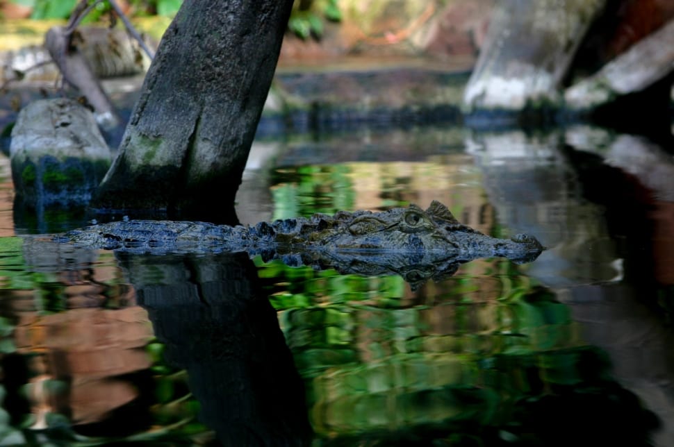 black and gray crocodile preview