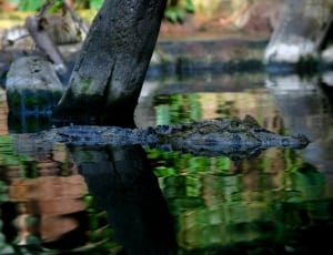 black and gray crocodile thumbnail