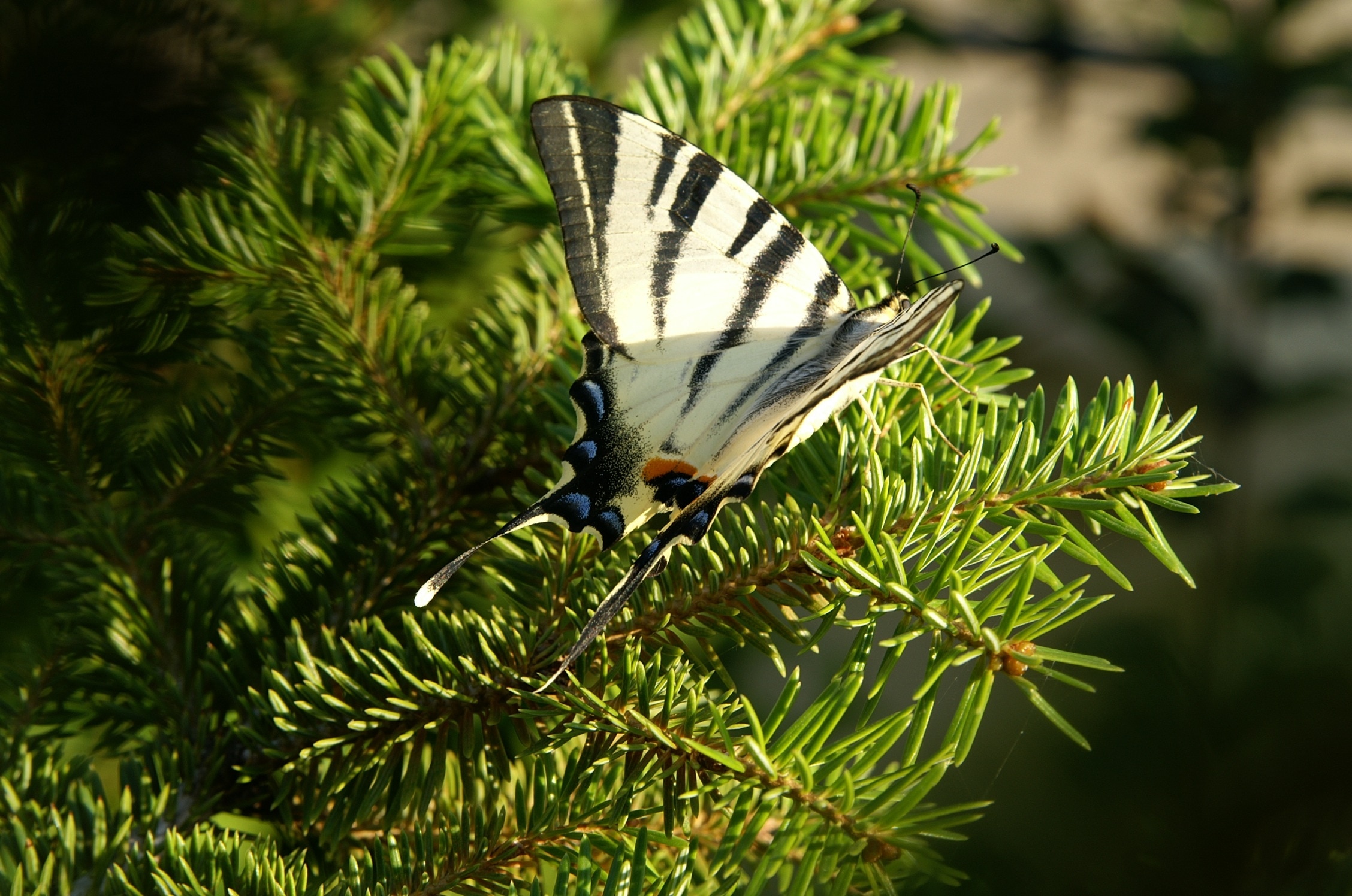 zebra swallowtail butterfly