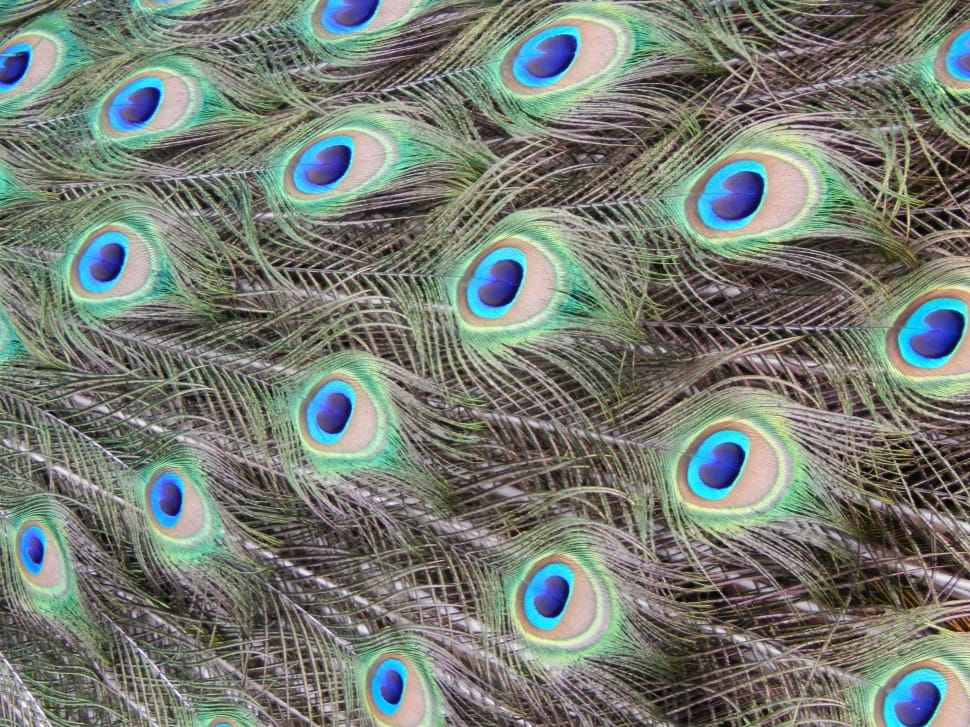 peacock feather preview