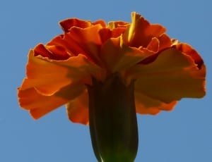 orange and red flower thumbnail