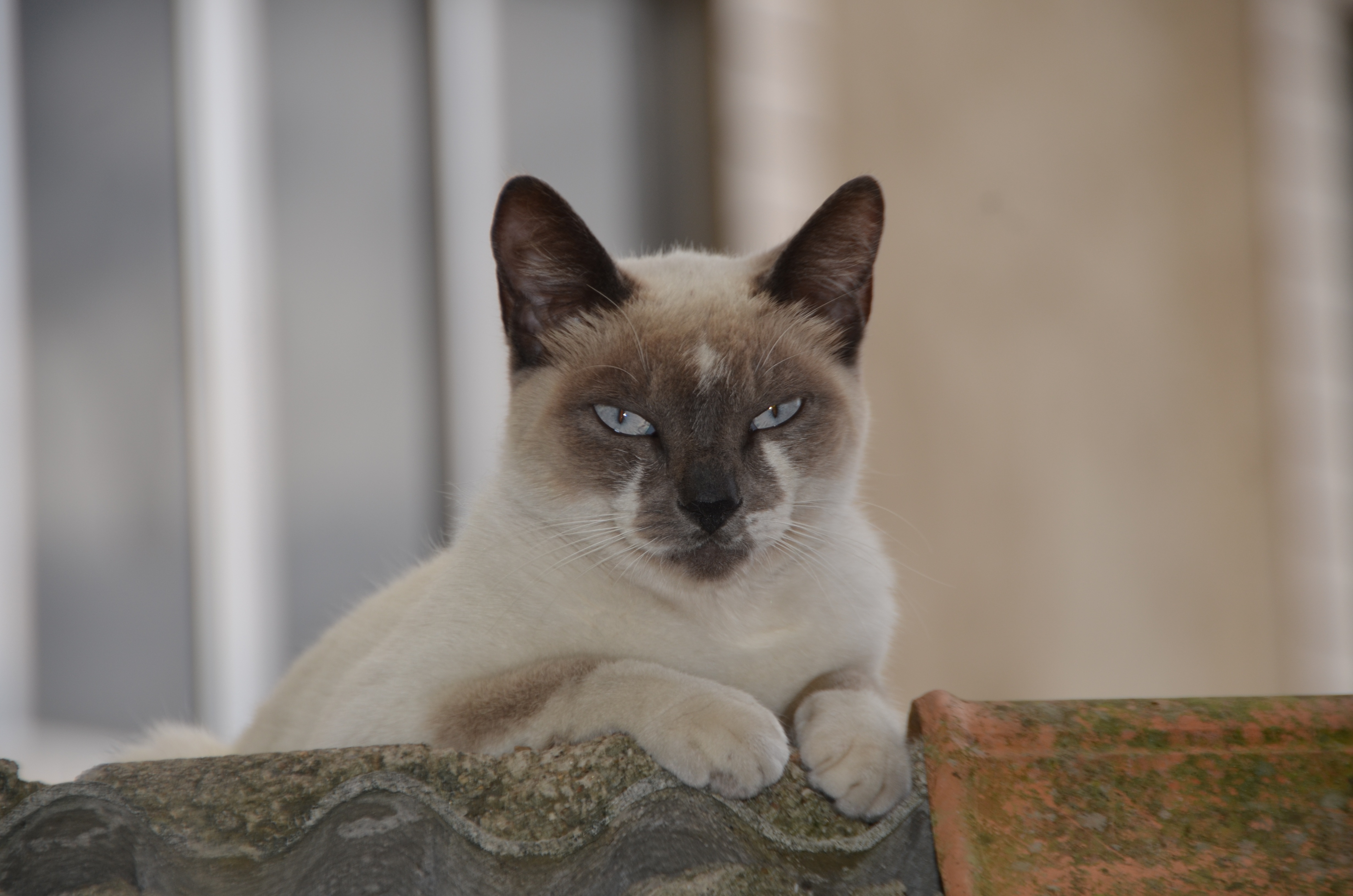 siamese cat