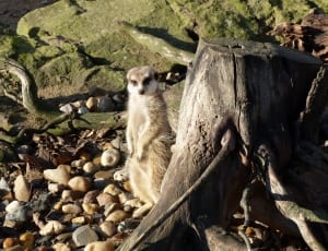 wildlife photography of Meerkat thumbnail