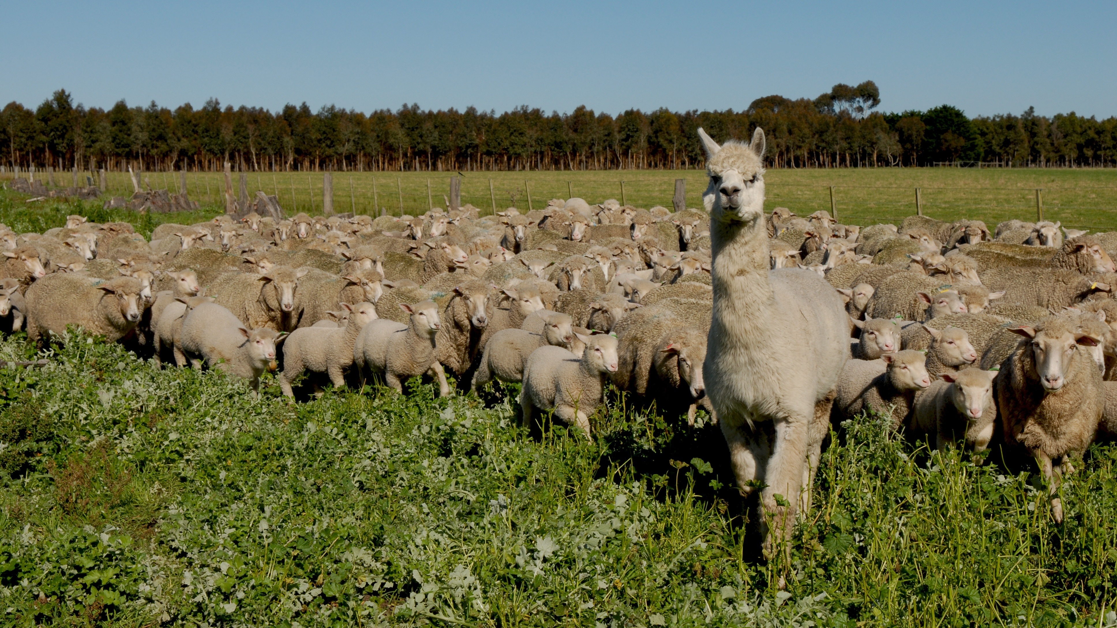 beige alpaca with flock of sheep