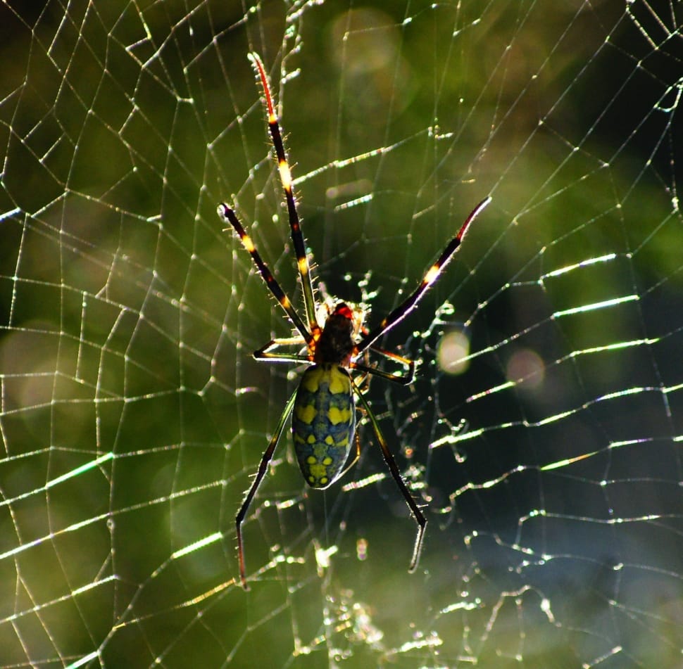 green and yellow orchard spider preview