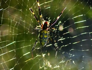 green and yellow orchard spider thumbnail