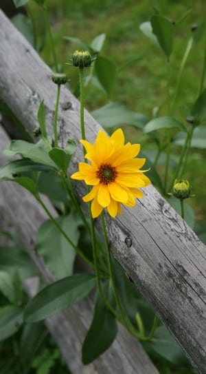 yellow daisy flower thumbnail