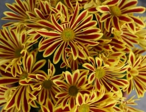 yellow and maroon petaled flower thumbnail
