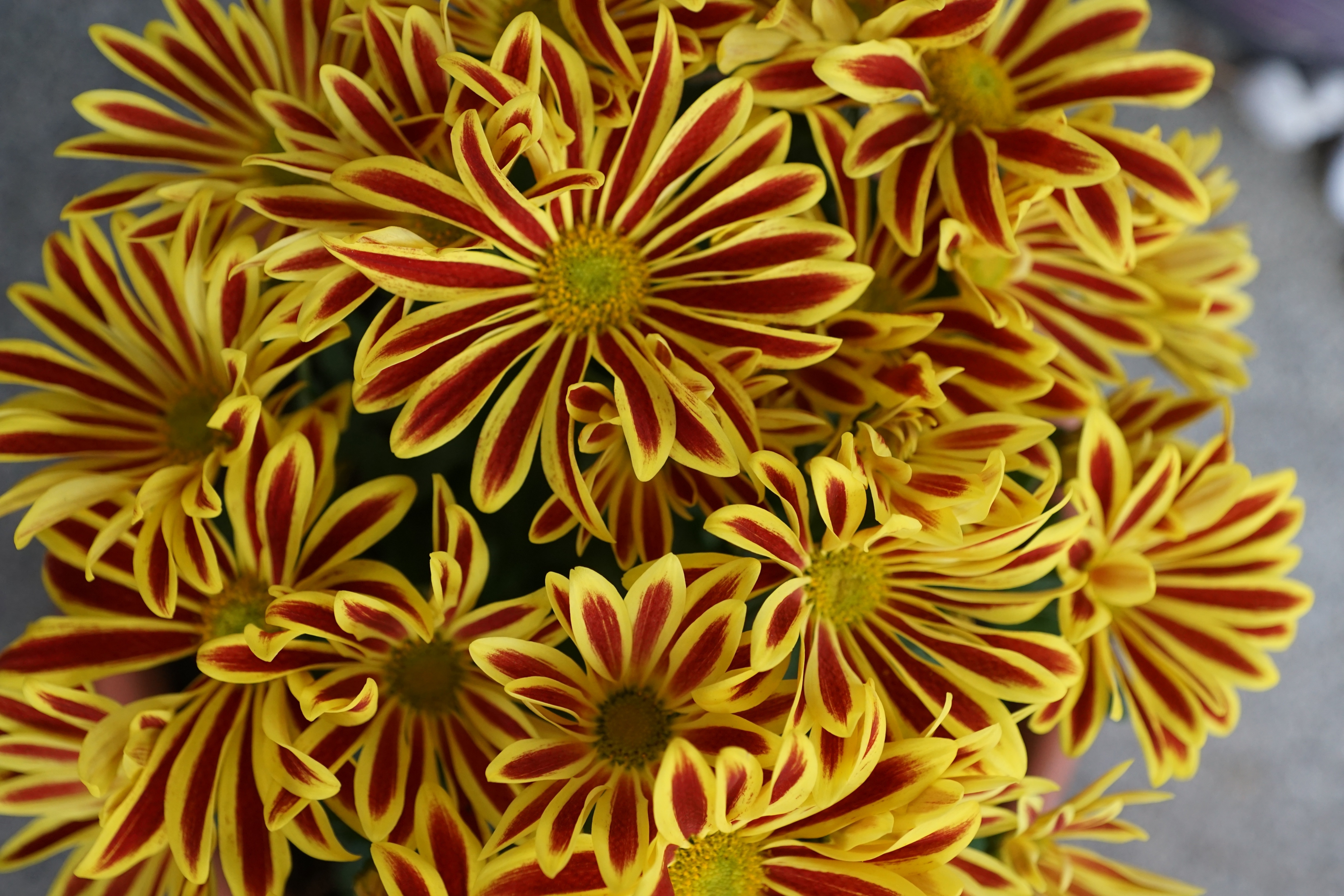yellow and maroon petaled flower