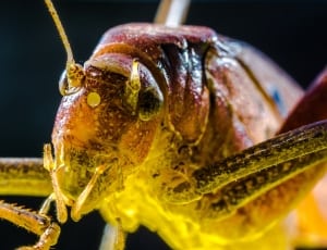 brown yellow and black grasshopper thumbnail