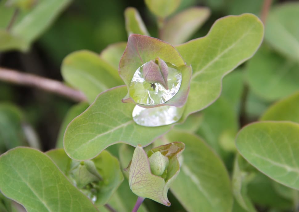 close up and selective focus photograph of green leaf plant preview