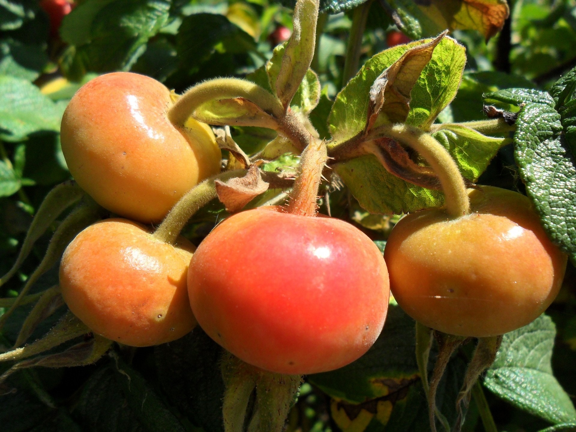 four tomato fruit