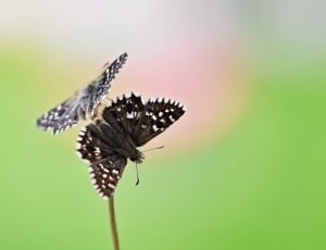 black and white small butterfly thumbnail