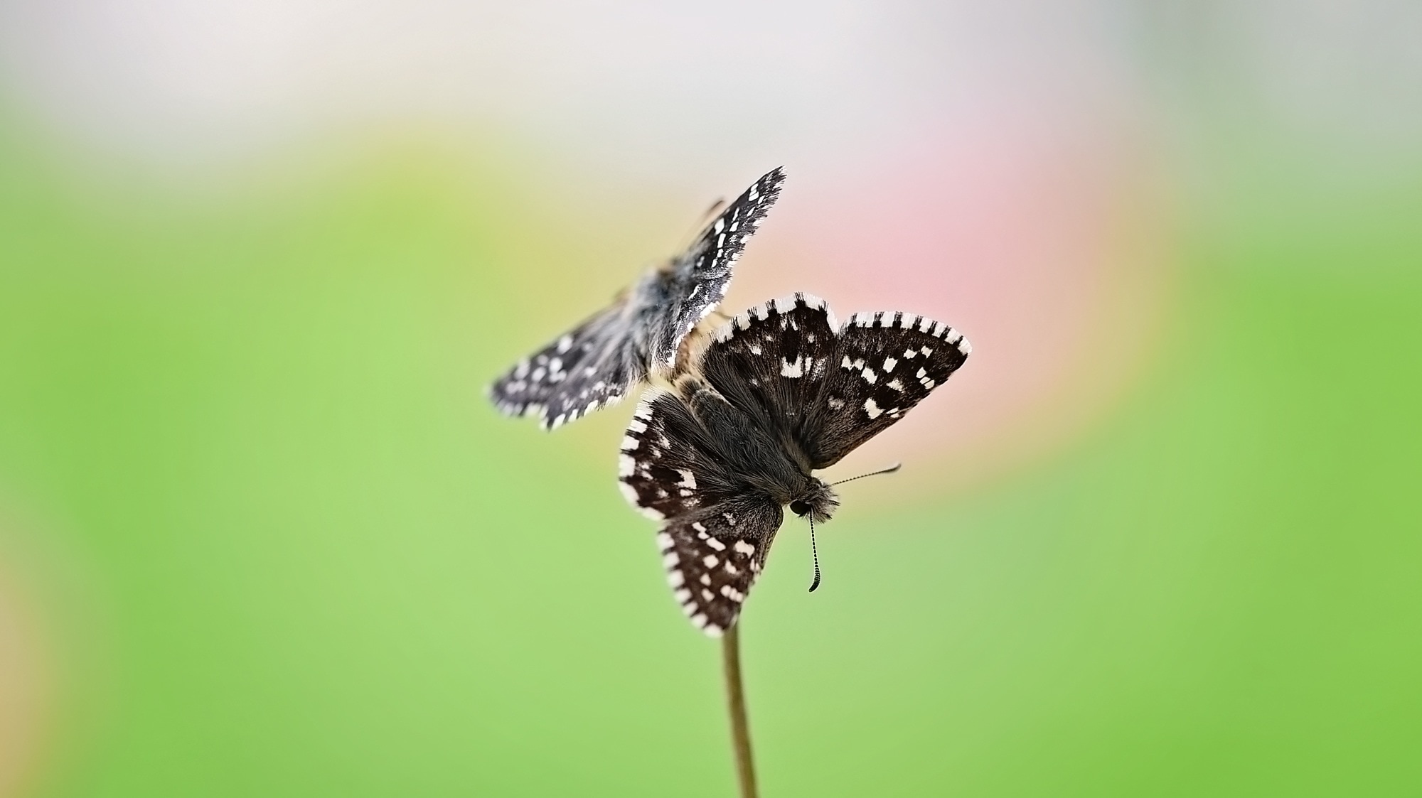 black and white small butterfly