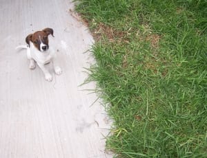 white and brown short coat puppy thumbnail
